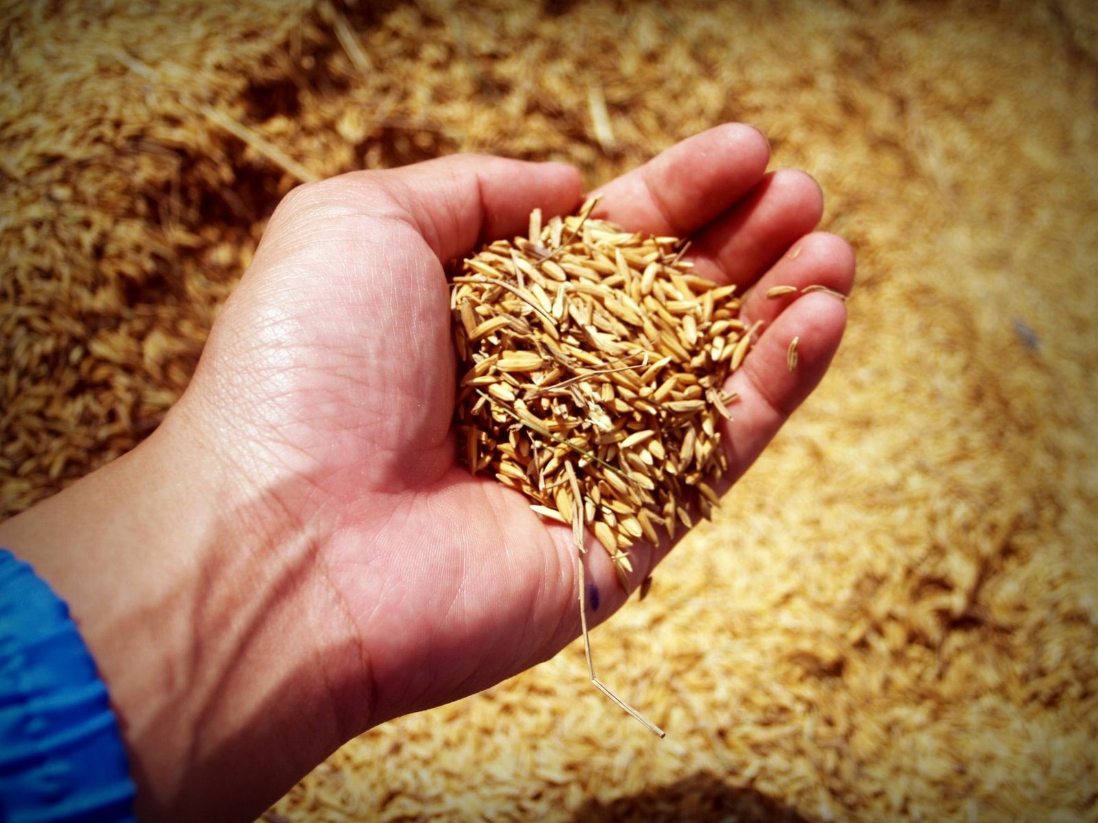 Traditional Indian Rice Recipes Worth Passing Down
