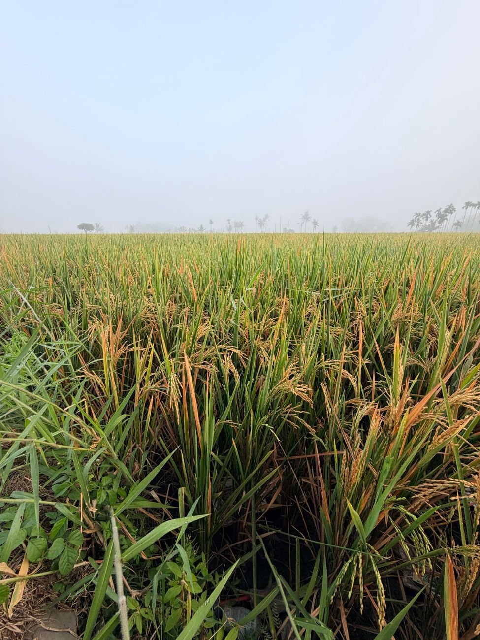 Rice fields