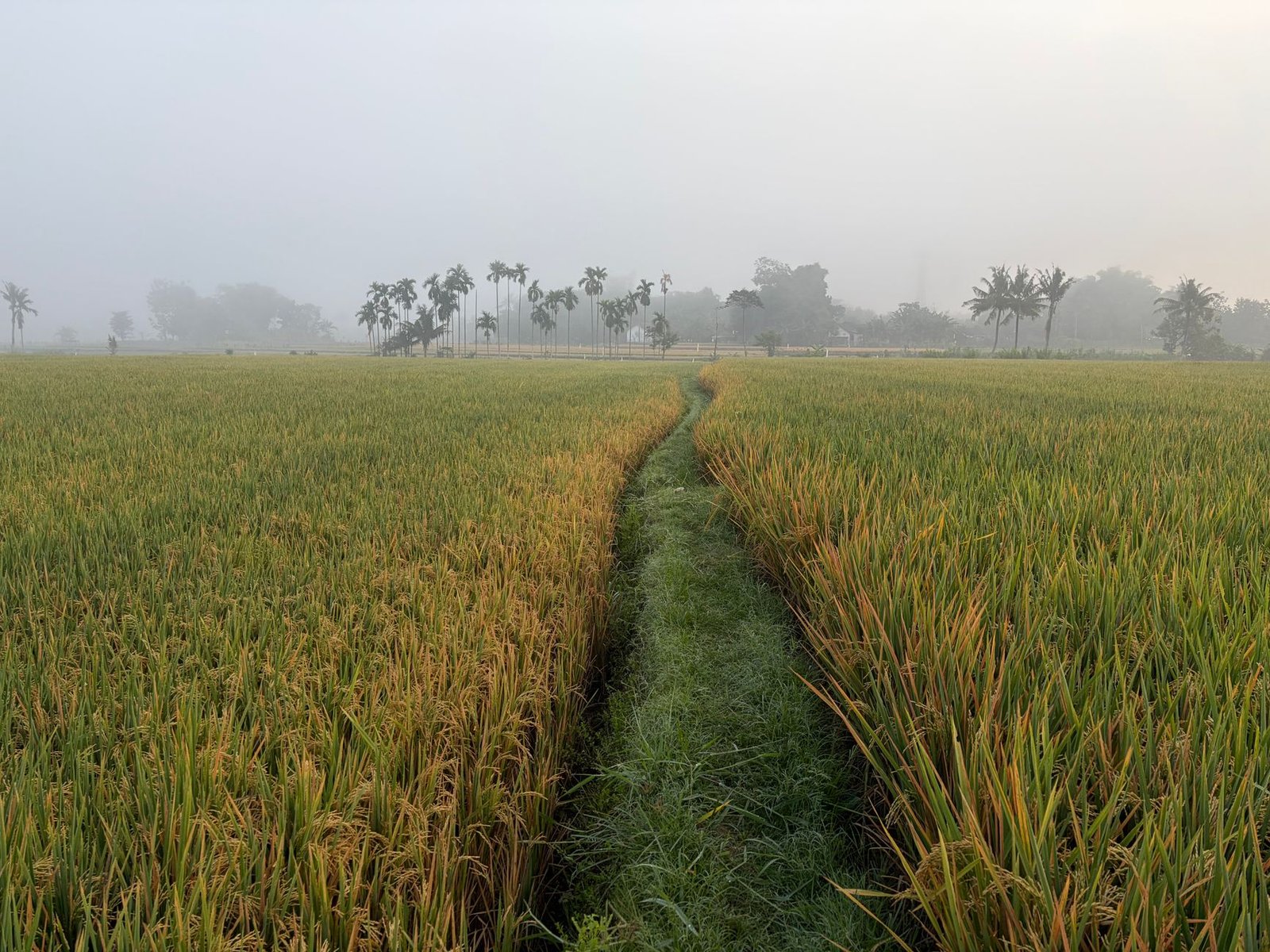 From Our Fields to Your Family: The Vibhog Journey